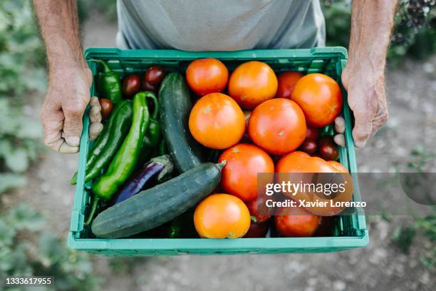 farmer man holding a box of harvested vegetables in a vegetable garden. - vegetable stock pictures, royalty-free photos & images