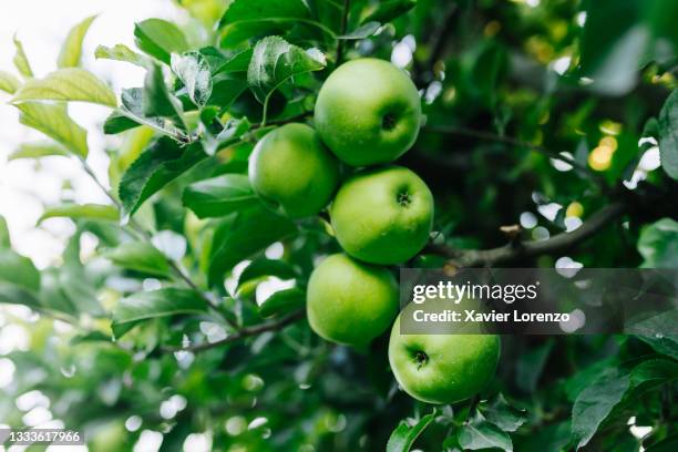 close up view of green apples on the branches of an apple tree. - apple tree stock pictures, royalty-free photos & images