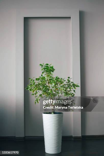 large pot with indoor evergreen tree. - evergreen plant foto e immagini stock