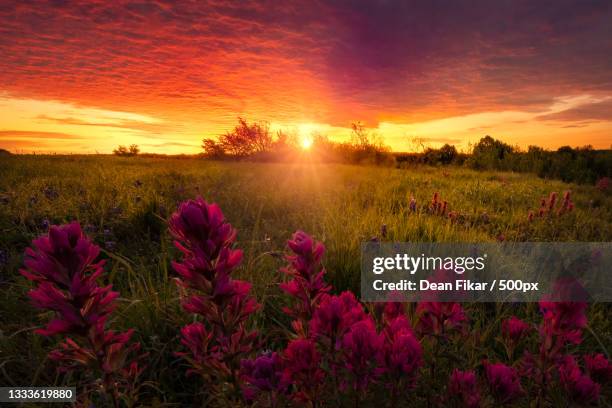 scenic view of pink flowering plants on field against sky during sunset,benbrook,texas,united states,usa - better view sunset stock pictures, royalty-free photos & images