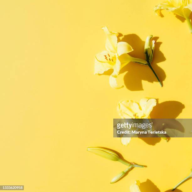 yellow lilies on a yellow background. - lili gentle fotografías e imágenes de stock