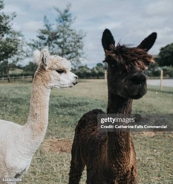 two shorn alpacas in an open field - alpaca stock pictures, royalty-free photos & images