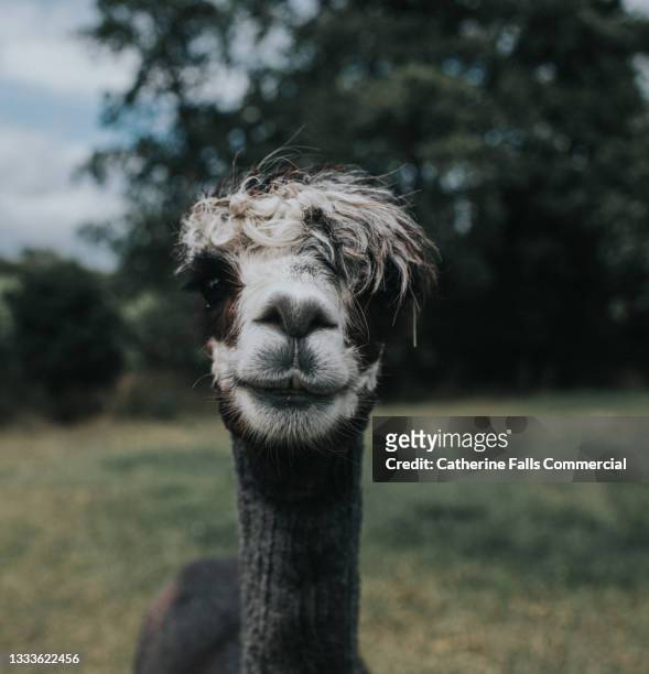black and white shorn alpaca in an open field - funny llama stock-fotos und bilder