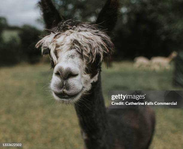 close-up of a shorn alpaca in an open field - llama stock pictures, royalty-free photos & images