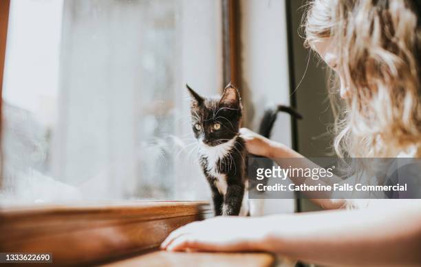 little girl strokes a black and white kitten who stands on a windowsill and enjoys the attention. - hairy girl 個照片及圖片檔