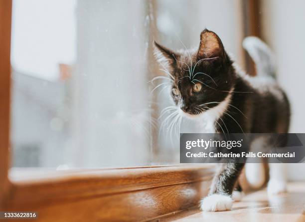 10 week old black and white kitten on a windowsill in a domestic environment - cat batting stock pictures, royalty-free photos & images