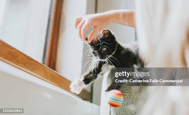 child plays with a 10 week old black and white kitten, as it swipes at a ball - cat batting stock pictures, royalty-free photos & images