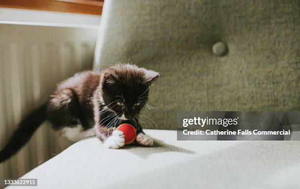 10 week old black and white kitten grips a colourful little ball - cat batting stock pictures, royalty-free photos & images