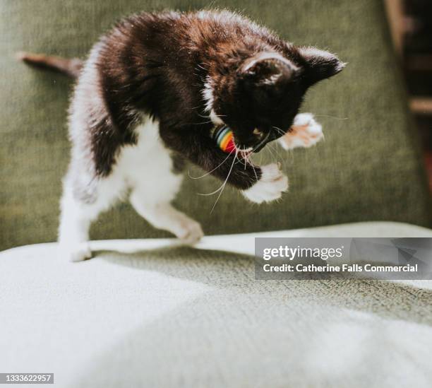 10 week old black and white kitten plays with a ball in a domestic environment - cat batting stock pictures, royalty-free photos & images