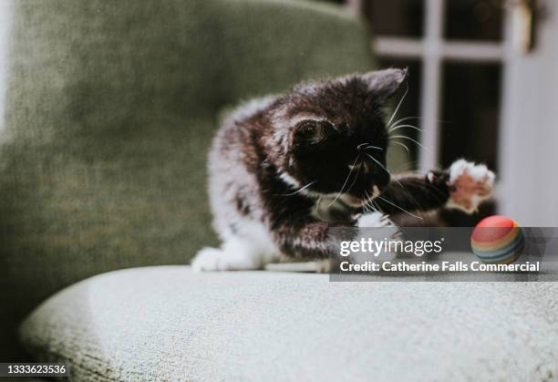 10 week old black and white kitten catches a colourful ball - cat batting stock pictures, royalty-free photos & images