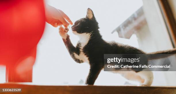 10 week old black and white kitten reaches up to bat a little bell that a child holds in front of it - cat batting stock pictures, royalty-free photos & images