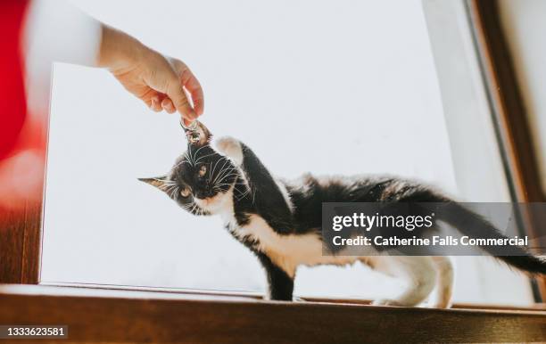 10 week old black and white kitten reaches up to bat a little bell that a child holds in front of it - cat batting stock pictures, royalty-free photos & images