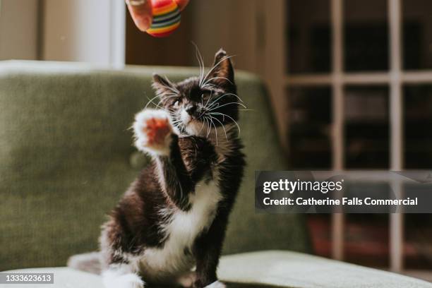10 week old black and white kitten in a domestic environment reaches up to take a swipe at a ball - cat batting stock pictures, royalty-free photos & images