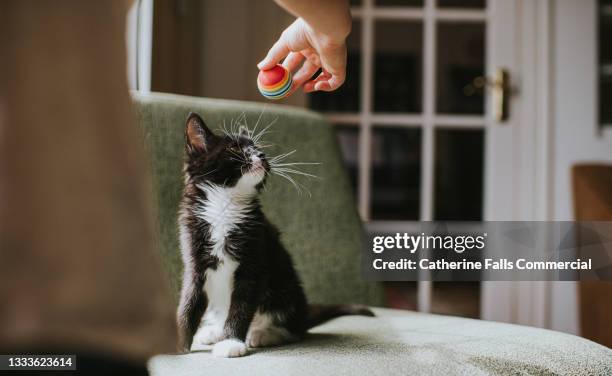 10 week old black and white kitten seems uninterested in a ball - cat batting stock pictures, royalty-free photos & images