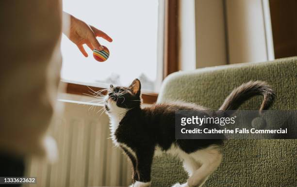 child gains kittens attention by holding a ball above him. he looks up curiously at it. - 家畜 個照片及圖片檔