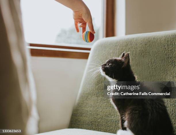 10 week old black and white kitten in a domestic environment looks up at a ball being held above him - cat batting stock pictures, royalty-free photos & images