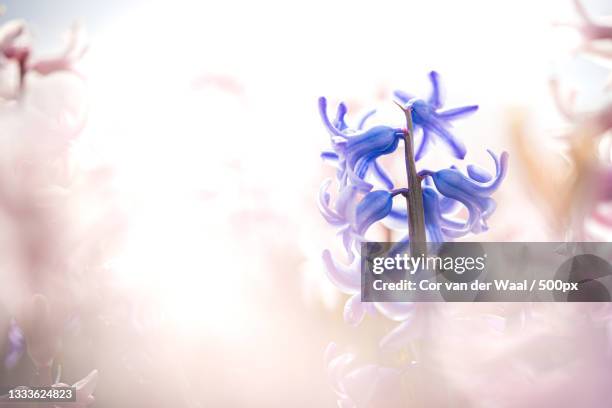 close-up of purple flowering plant,korte belkmerweg,netherlands - rosa cor stock-fotos und bilder