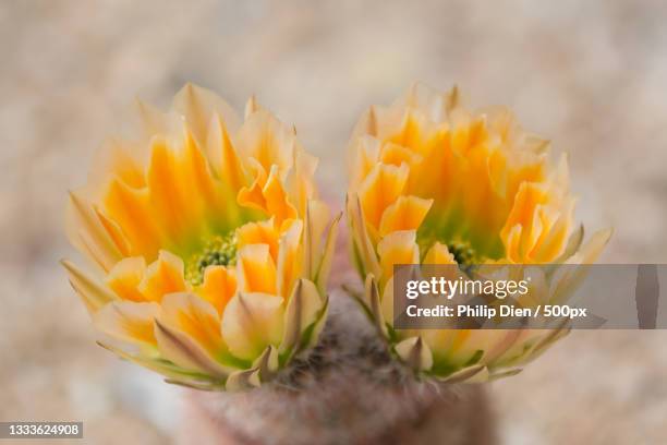 close-up of yellow flower,scottsdale,arizona,united states,usa - scottsdale fotografías e imágenes de stock