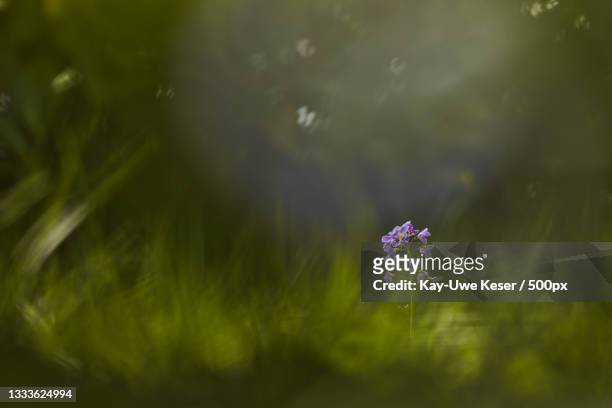 close-up of purple flowering plant - schwarz farbe foto e immagini stock
