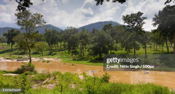 scenic view of trees and plants against sky,bandipur,karnataka,india - bandipur national park imagens e fotografias de stock