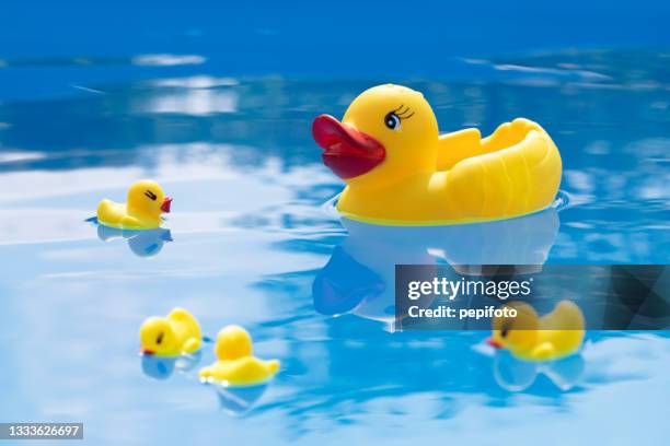 enten im pool - plastic pool stock-fotos und bilder