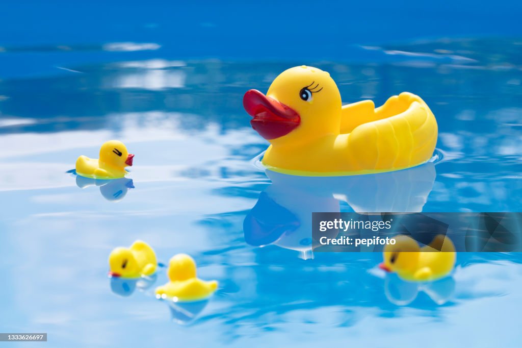 Ducks in the pool