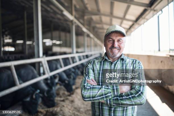 portrait of senior farmer smiling in buffalo farm - happy cow bildbanksfoton och bilder