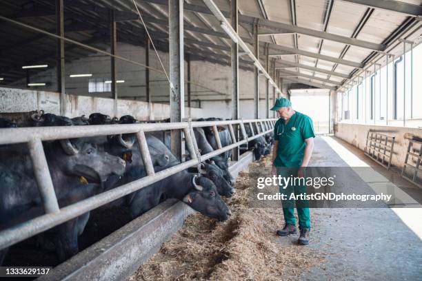 veterinário sênior em pé na fazenda de laticínios. - ox oxen - fotografias e filmes do acervo