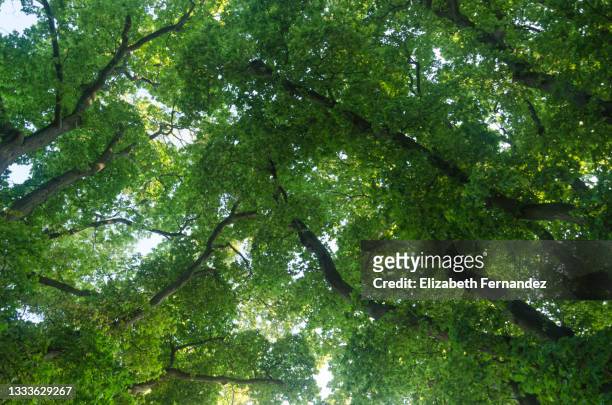 top of a elm trees against blue sky - alm bildbanksfoton och bilder