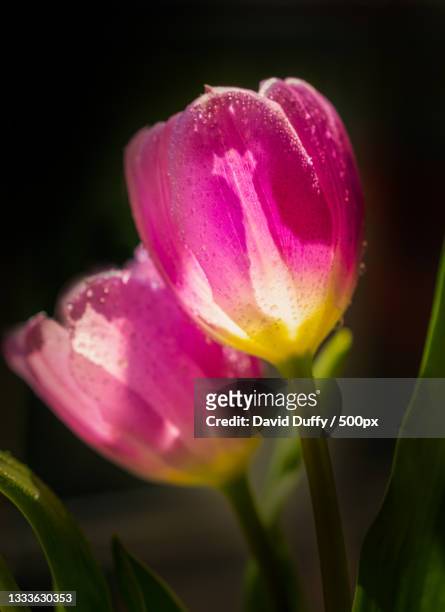 close-up of pink tulip,manchester,united kingdom,uk - manchester united vs manchester city stock pictures, royalty-free photos & images