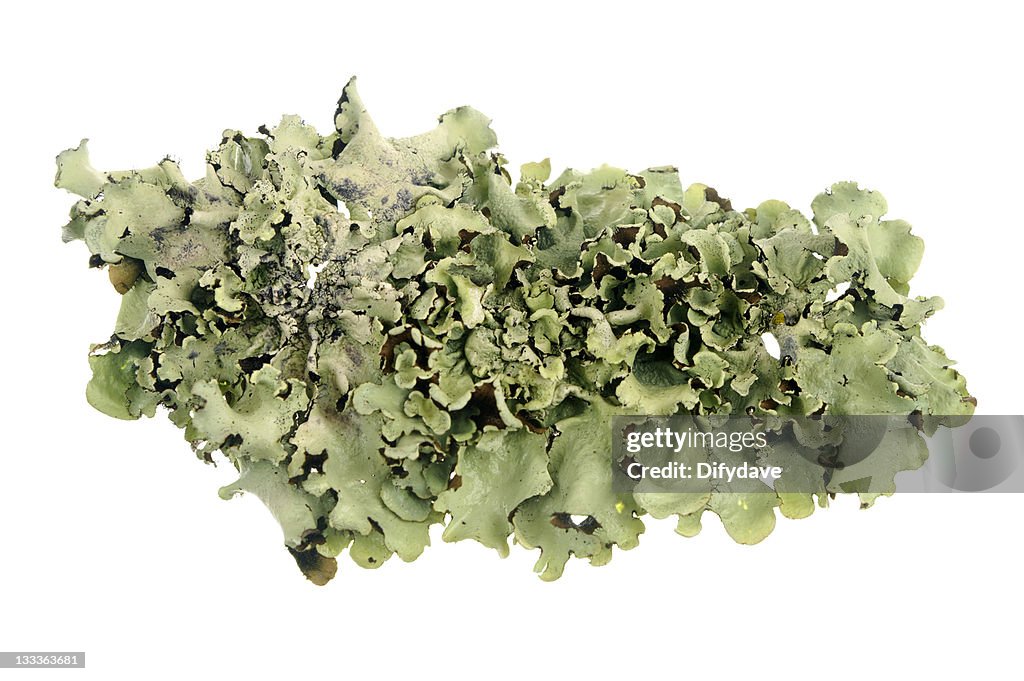 Lichen Isolated On White