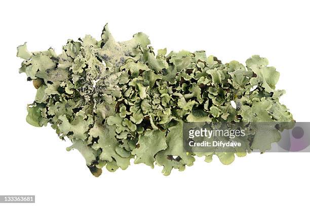 lichen isolated on white - lachen stock pictures, royalty-free photos & images