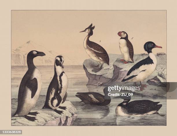 water birds, hand-colored chromolithograph, published in 1882 - penguin drawings stock illustrations