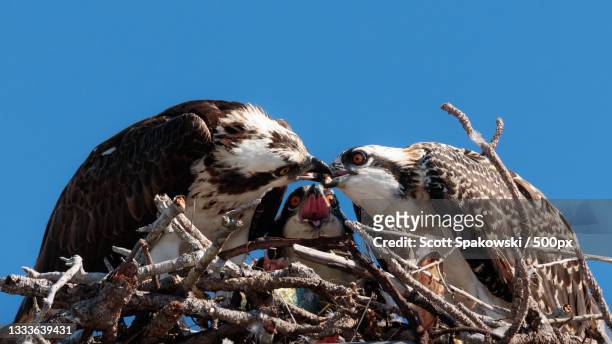 low angle view of eagle perching on branch against clear blue sky,palm city,united states,usa - fischadler stock-fotos und bilder