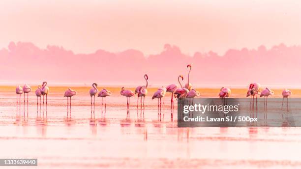 people at beach against sky,pulicat lake,india - flamingos ストックフォトと画像