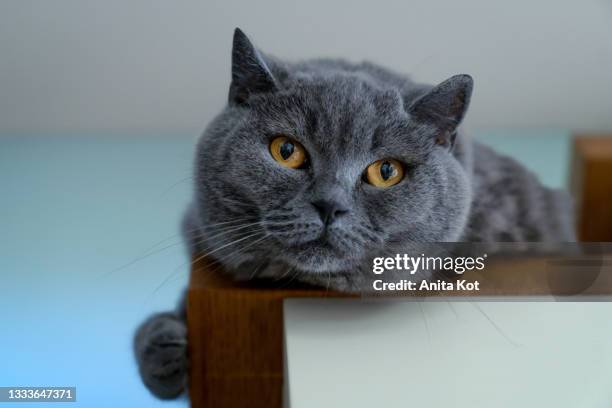 british cat portrait - chartreux cat stockfoto's en -beelden