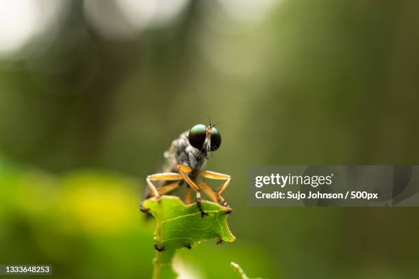 close-up of insect on plant - sujo stock pictures, royalty-free photos & images