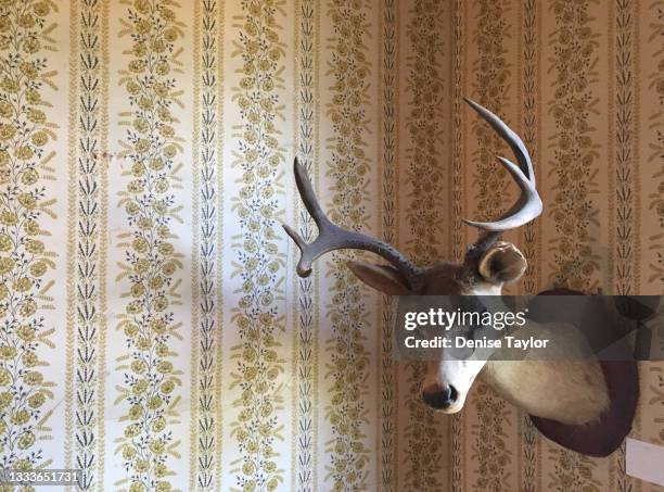 deer taxidermy - animal head on wall stock pictures, royalty-free photos & images