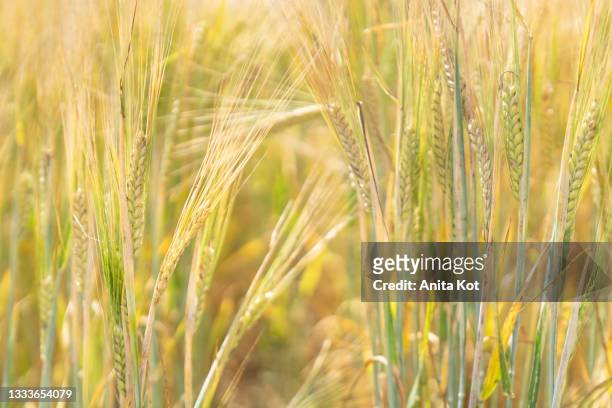 ripening grain - wheatgrass stock pictures, royalty-free photos & images