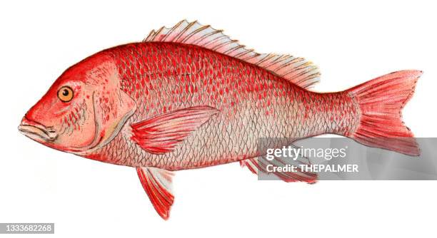 stockillustraties, clipart, cartoons en iconen met red snapper fish antique illustration 1898 - rode snapper