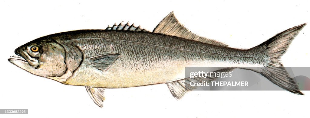 Bluefish antique illustration 1898