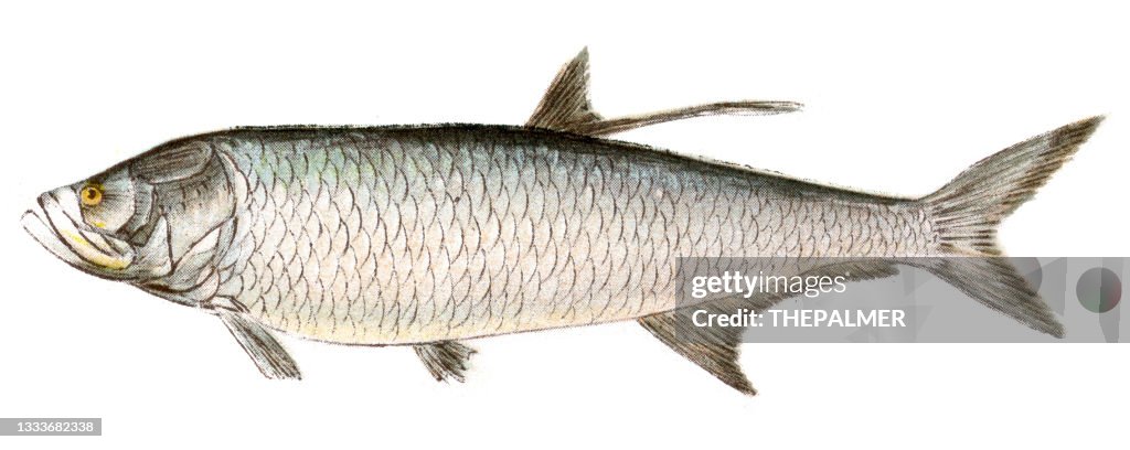 Tarpon fish antique illustration 1898