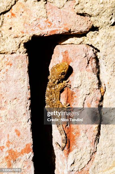 tarentola mauritanica or common wall gecko - tarentola stock pictures, royalty-free photos & images