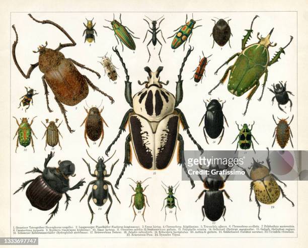 illustrations, cliparts, dessins animés et icônes de différents insectes coléoptères isolés sur blanc 1898 - scarabée
