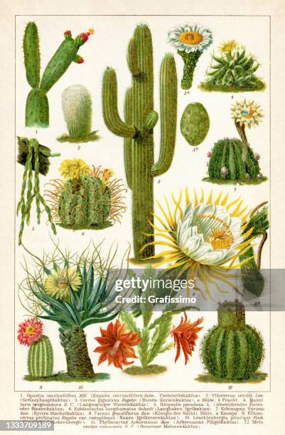 153点の植物 図鑑イラスト素材 Getty Images 153点の植物 図鑑イラスト素材 Getty Images