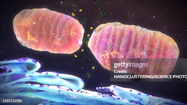 mitochondrial fission, illustration - mitochondrion stock illustrations