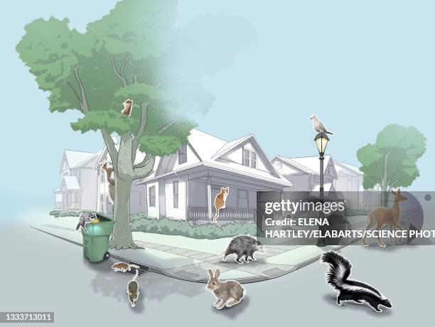 north american suburban wildlife, illustration - dove stock illustrations