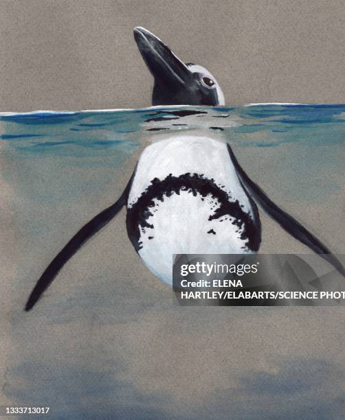 south african penguin, illustration - penguin stock illustrations