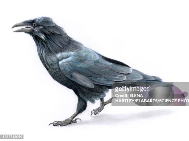 raven, illustration - ravens stock illustrations