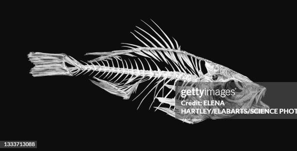 bildbanksillustrationer, clip art samt tecknat material och ikoner med perch skeleton, illustration - fish skeletons